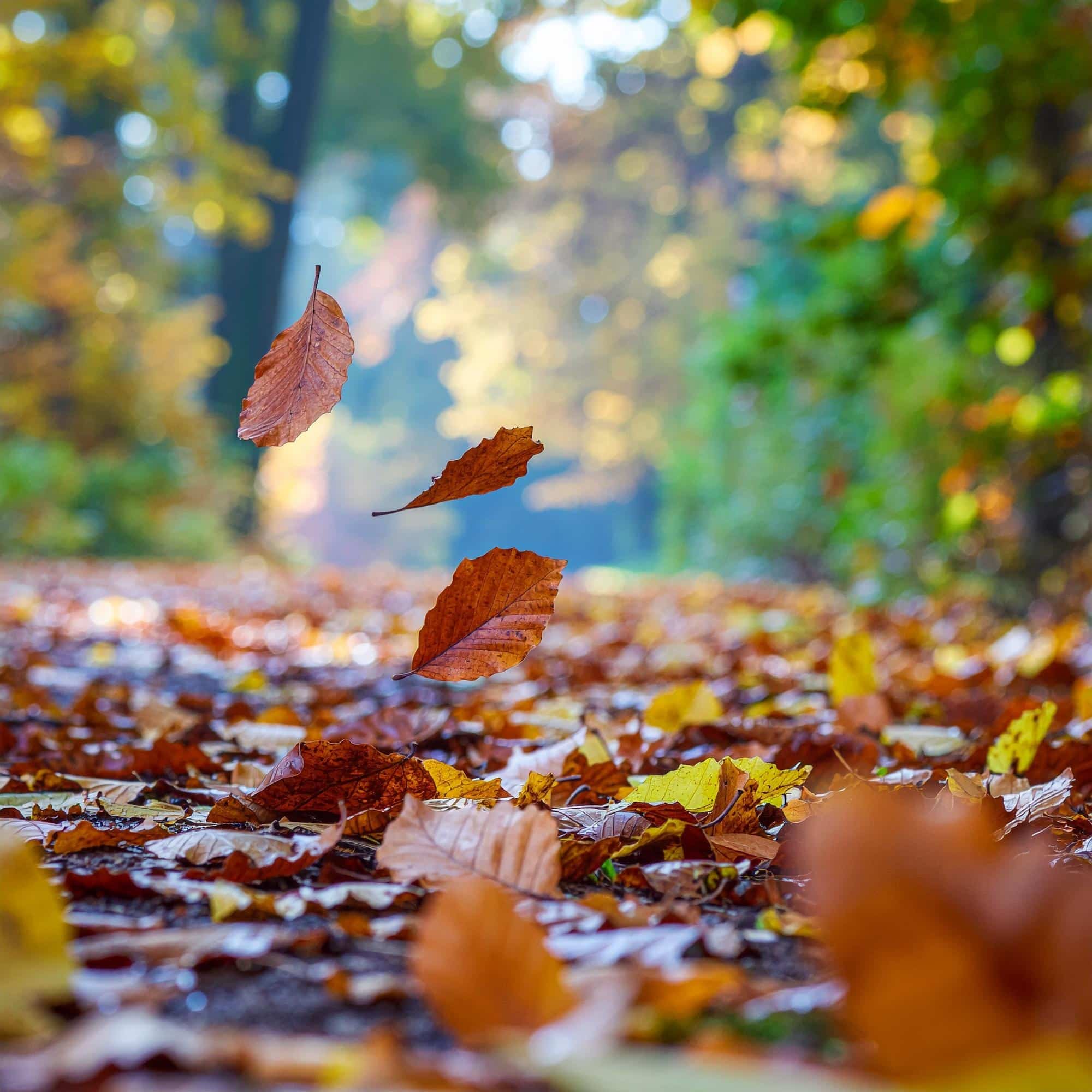 Herbstanfang kalendarisch 1 Firefly Herbstblaetter die Im Wald fallen 27115 1