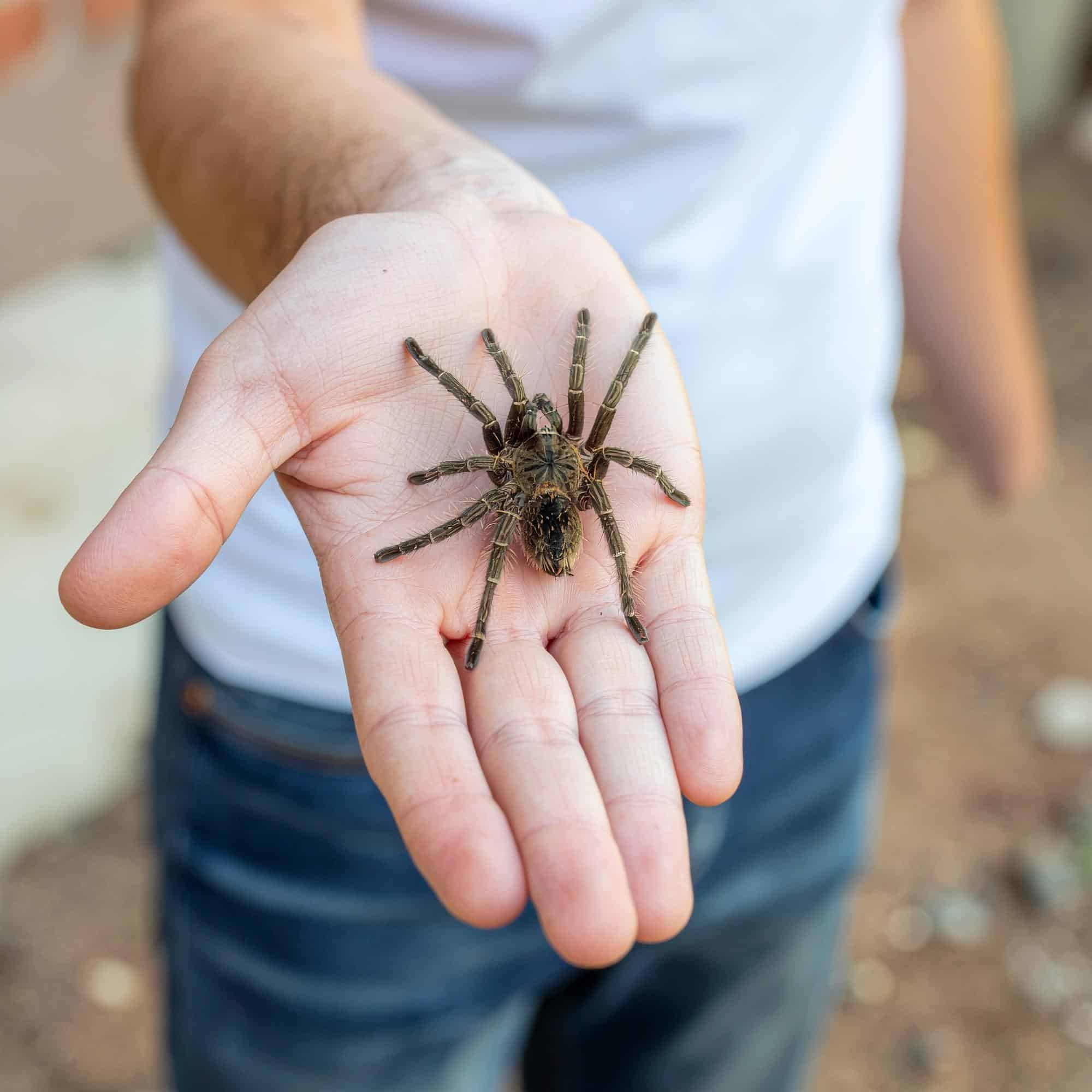 Stell-dich-deinen-Ängsten-Tag 1 Firefly Mann der eine Spinne auf der Hand traegt man sieht den ganzen mann und welche angst er 494828 1