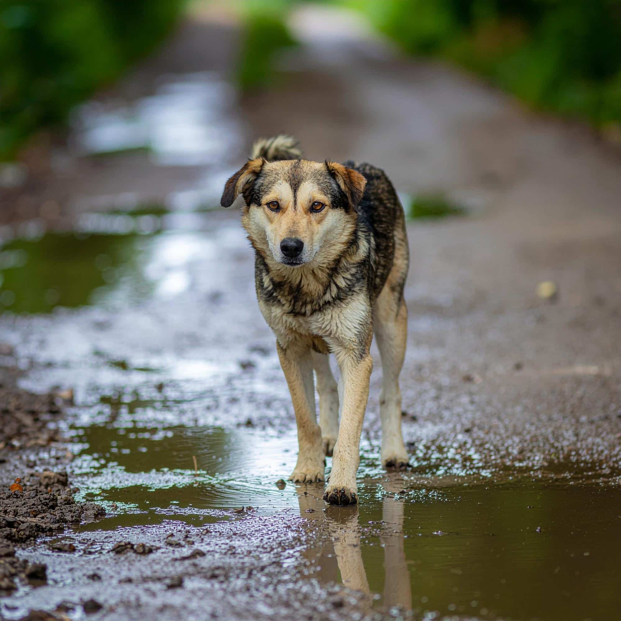 Tag der obdachlosen Tiere 1 Firefly streunender hund 27115 1